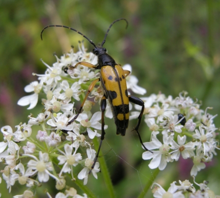 Black and yellow longhorn beetle on creamy-coloured flowers of hogweed by Jean Young
