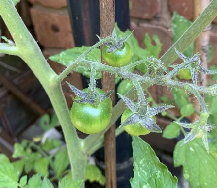 Green tomatoes ripening on the vine by Anne Williams