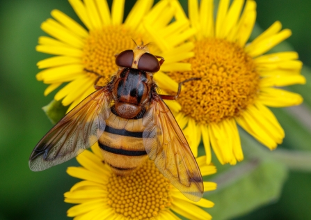 Lesser hornet hoverfly on yellow flower by Jill Orme