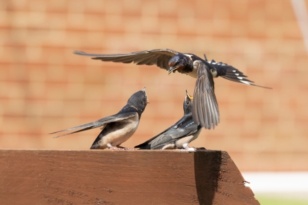 Adult swallow bringing food to two fledglings by Yana Northen