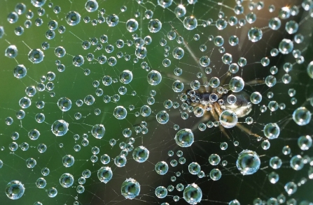 Spider web with rain droplets in foreground and spider in background by Jean Young