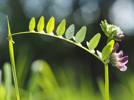 Bush vetch leaf with flower by Rosemary Winnall