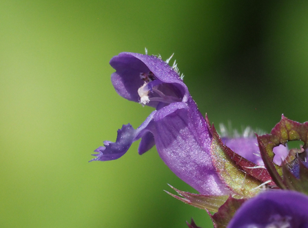 Purple flower of self-heal by Rosemary Winnall
