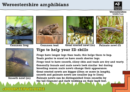 Worcestershire's amphibians spotter sheet