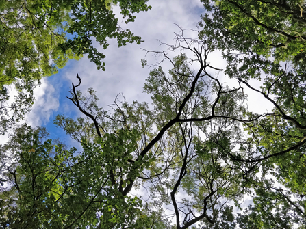 Ash dieback in the canopy of a mature tree by Eleanor Reast