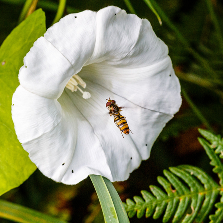 Marmalade hoverfly flying into a white bindweed flower by Ruaridh Macdonald
