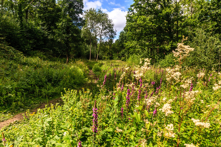 Wide flower-rich woodland ride at Tiddesley Wood by Paul Lane