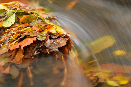 Autumn leaves with running water by Magnus McLeod