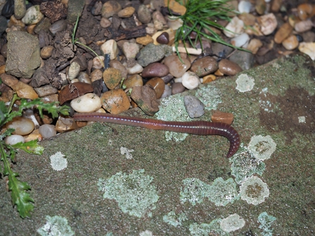 Earthworm looking for food by Rosemary Winnall