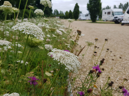 Goodleigh Hill CL wildflower meadow (Natural Networks project) by Jasmine Walters