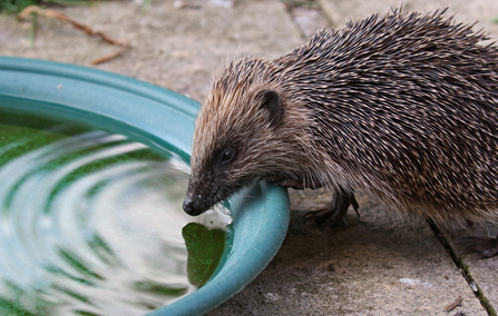 Hedgehog drinking water by Wendy Carter