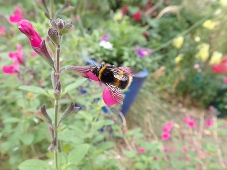 Bumblebee taking nectar from the top of a tube-like pink Salvia flower by Brett Westwood