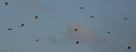 Fieldfare and redwing in flight by Wendy Carter