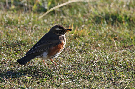 Redwing sitting on grass by Wendy Carter
