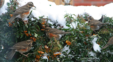 Redwings feasting on pyracantha in a garden by Terry Lampitt