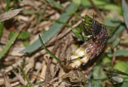 Female glow worm at the top of a grass stem - glowing segments are visible - by Wendy Carter