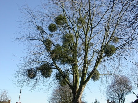 Mistletoe balls in a tree by Harry Green