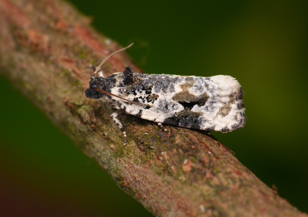 Mistletoe marble moth (marbled white/brown colours) by Oliver Wadsworth