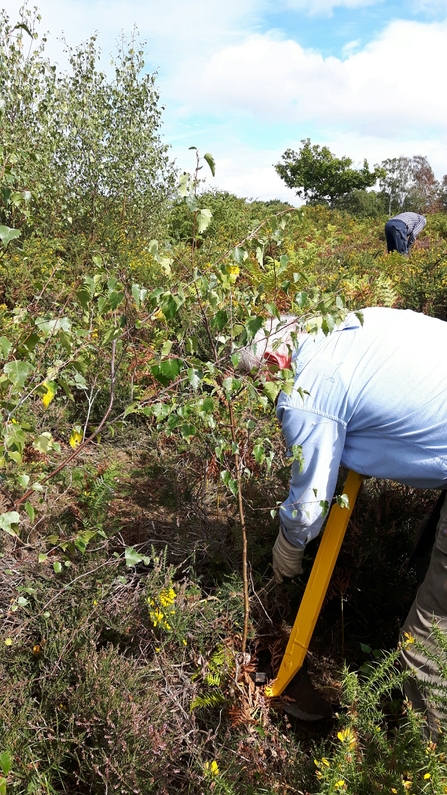 Volunteers removing saplings by hand by Andy Harris