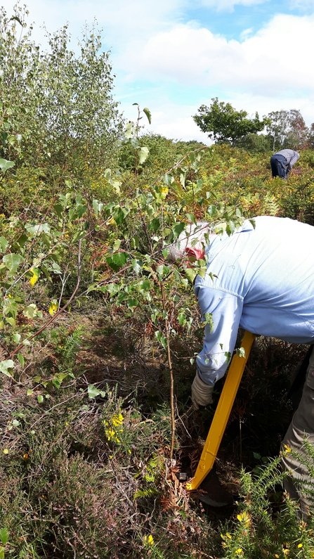 Volunteers removing saplings by hand by Andy Harris