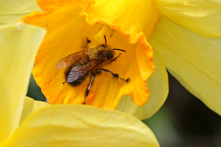 Male hairy-footed flower bee (with long hairs showing on middle leg) in a daffodil by Wendy Carter