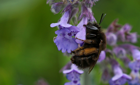 Female hairy-footed flower bee - all black with gingery hind legs - clinging to purple flower by Wendy Carter