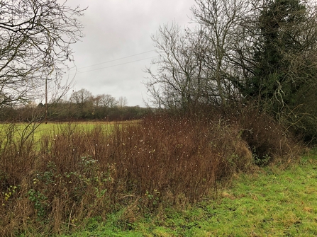 Snowberry growth taking over a hedge by Ruthie Cooper