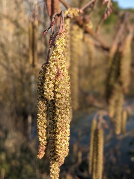 Catkins dangling from a tree (yellowish with pink) by David Corns