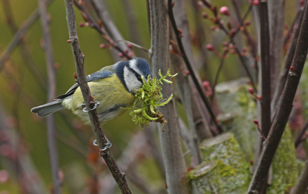 Blue tit carrying green moss for nesting material by Wendy Carter