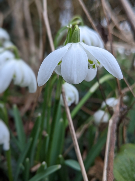 Snowdrop with white flower fully open and dangling bell-like by David Corns