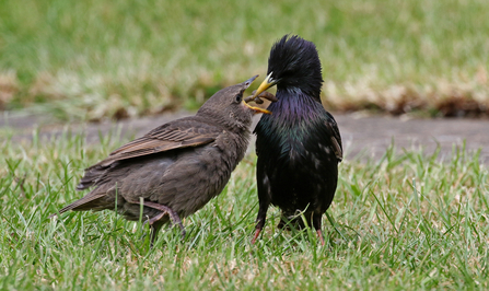 Adult starling feeding cranefly larvae to juvenile starling by Wendy Carter