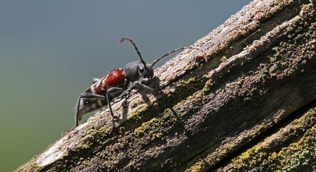 Anaglyptus mysticus beetle - black, red and white - sitting on an old gate post and looking at the camera (by Wendy Carter)