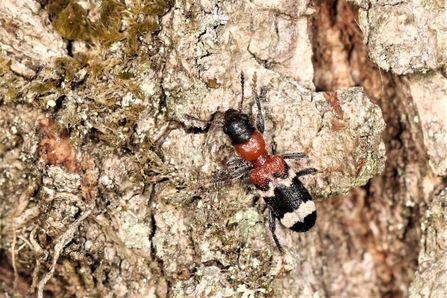 Ant beetle (black, red and white striped body with a black head) by Nick Button