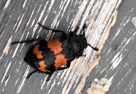 Banded sexton beetle (black body with thick, ragged orange stripes) by Nick Button