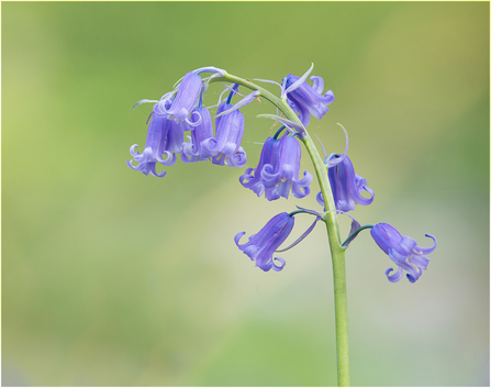 Bluebell flowers by Robin Couchman