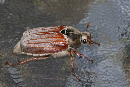 Cockchafer (broad body with chestnut wing cases, dark thorax and head, large eyes and 'fanned' orange antennae) by Wendy Carter