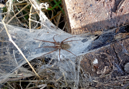 House spider sitting on webbing alongside the edge of a boardwalk by Ruthie Cooper