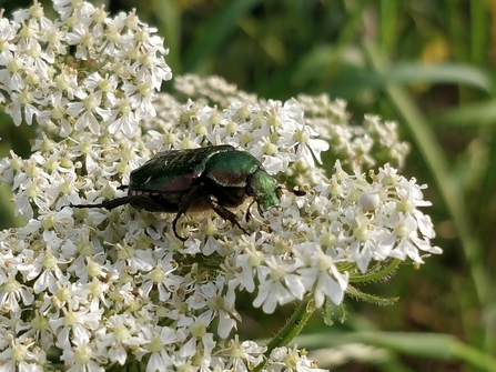 Noble chafer, an iridescent green beetle, sitting on creamy white flowers of an umbellifer plant by Eleanor Reast