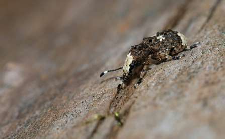 Platystomos albinus beetle (velvety-brown and cream with a cream face and dark antennae with white marking near top) by Wendy Carter