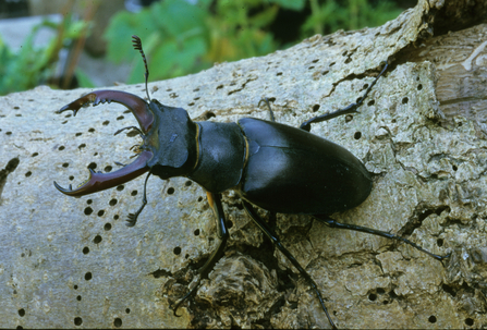 Stag beetle on a log (male, facing left, with 'antlers' at front of head and black/dark chestnut body) by Harry Green
