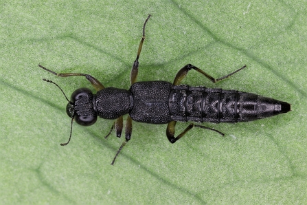 Stenus clavicornis (long, thin heavily-pitted all-black body with hint of greeny-yellow on legs) by Nick Button