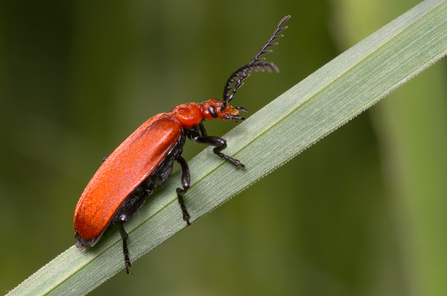 Red-headed cardinal beetle (all red body with long antennae and black legs, sitting on a blade of grass) by George Hauxwell