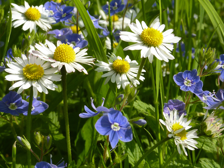 Daisies and speedwell by Pat Pitt