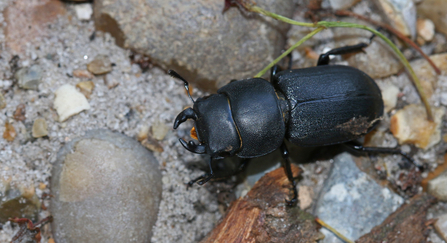 Lesser stag beetle by Wendy Carter