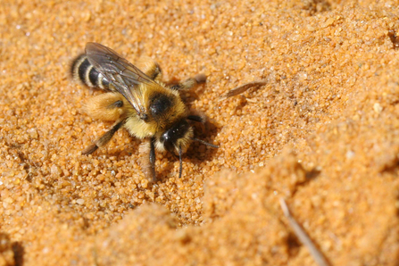 Pantaloon bee (gingery bee with ginger stripes of hair on a black abdomen and very hairy back legs) resting on sand by Margaret Holland