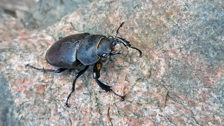 Female stag beetle on a wall by Wendy Carter