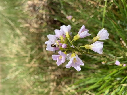 Flowers (pink) of the cuckoo flower with a yellow and black striped hoverfly sitting on it by Amy Fleming