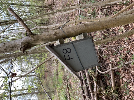 Wooden nest box for a dormouse attached to a tree in a woodland by Amy Fleming