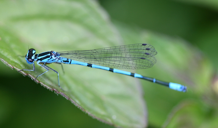 Azure damselfly (blue with black markings) sitting on a leaf by Wendy Carter