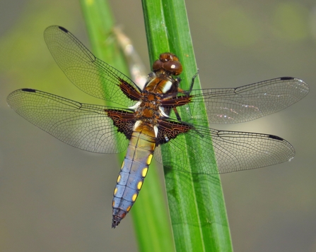 Broad-bodied chaser resting on a stem by Mike Averill